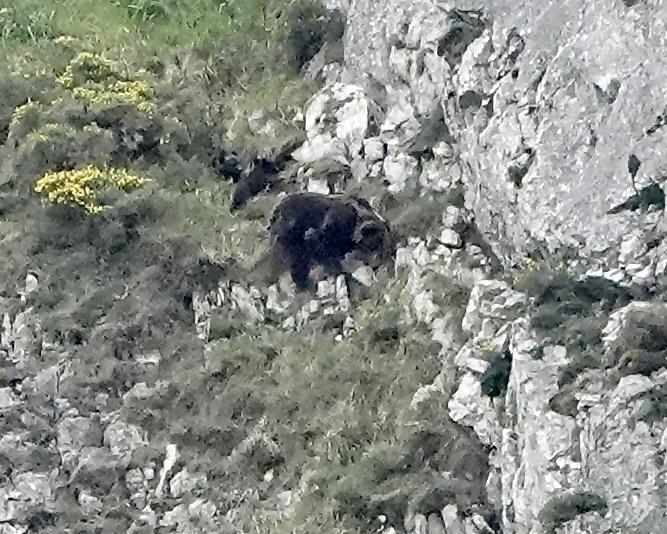 Cantabrian brown bear